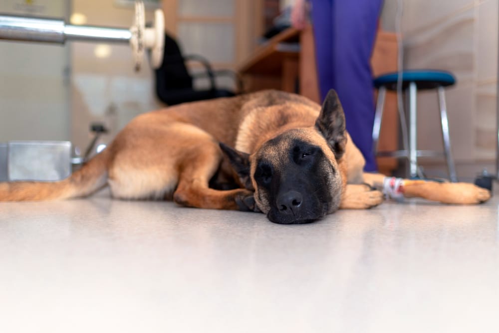 floor coatings for veterinary clinics