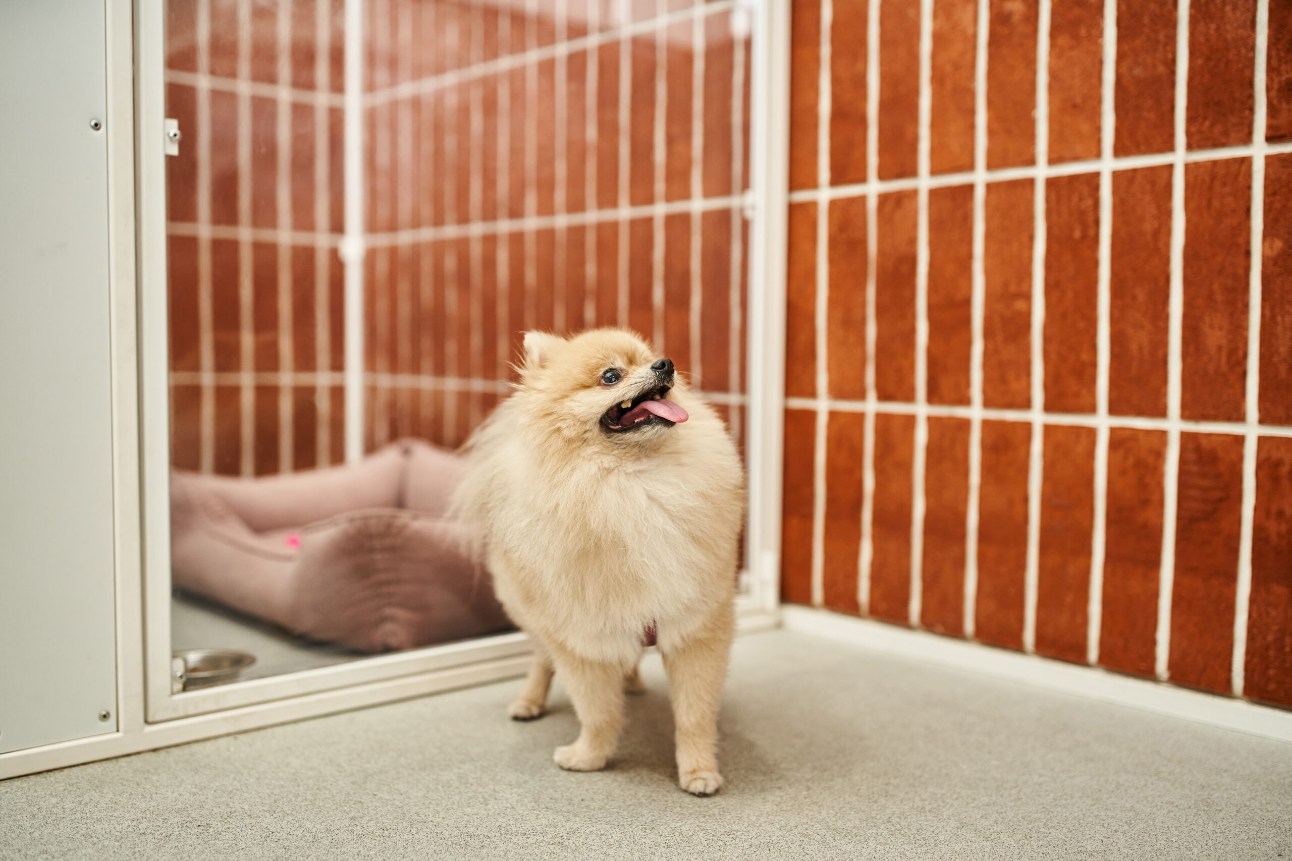 6 Reasons Why Your Dog Kennel Needs Polyaspartic Floor Coatings Your dog kennel in Ogden, Utah